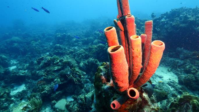 海底的珊瑚物种多样性生命起源大海鱼群