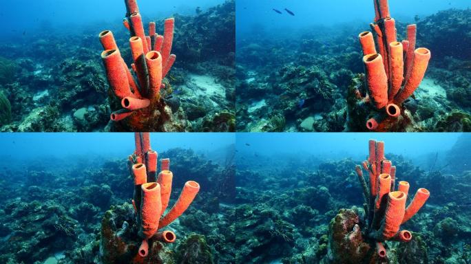 海底的珊瑚物种多样性生命起源大海鱼群