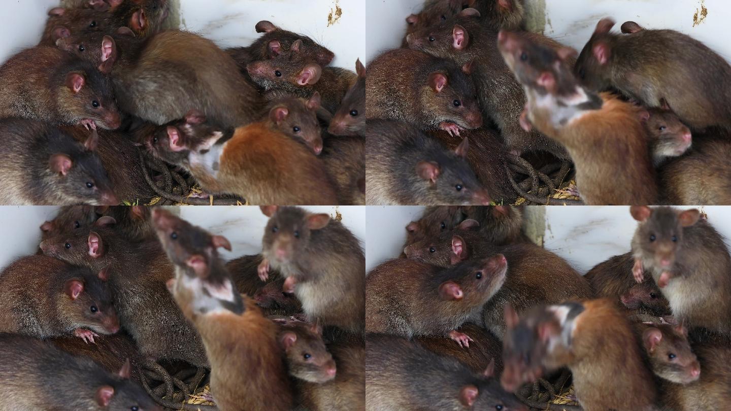 棕色的老鼠偷吃食物脏乱鼠窝防鼠鼠洞田鼠