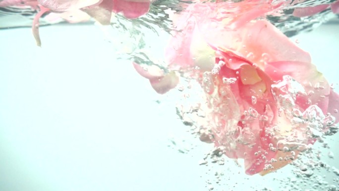 玫瑰花瓣落在水里植物精华香水广告美容护肤