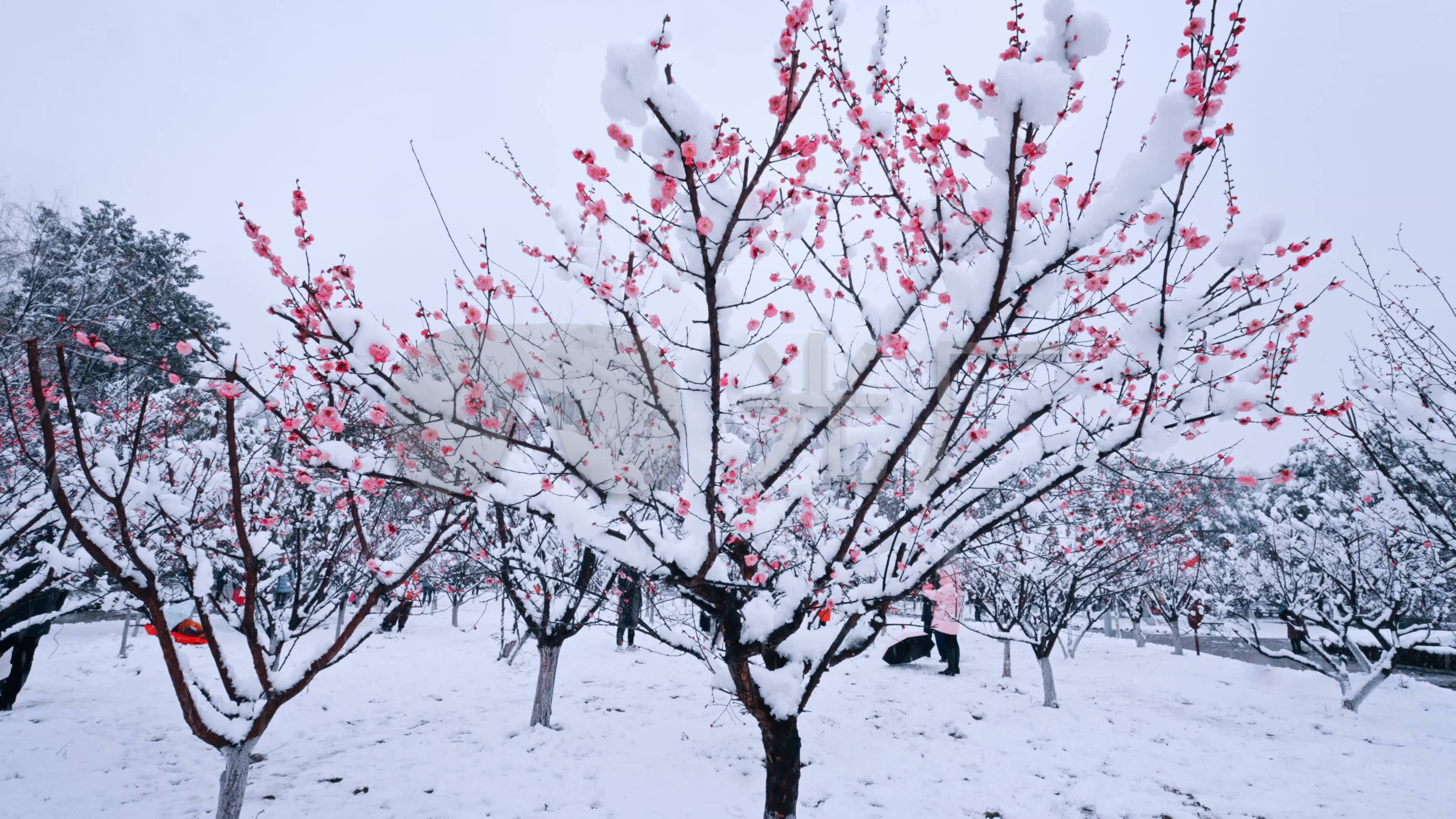 冬季落雪白梅梅花白天白梅梅花室外落雪白梅梅花摄影图配图高清摄影大图-千库网