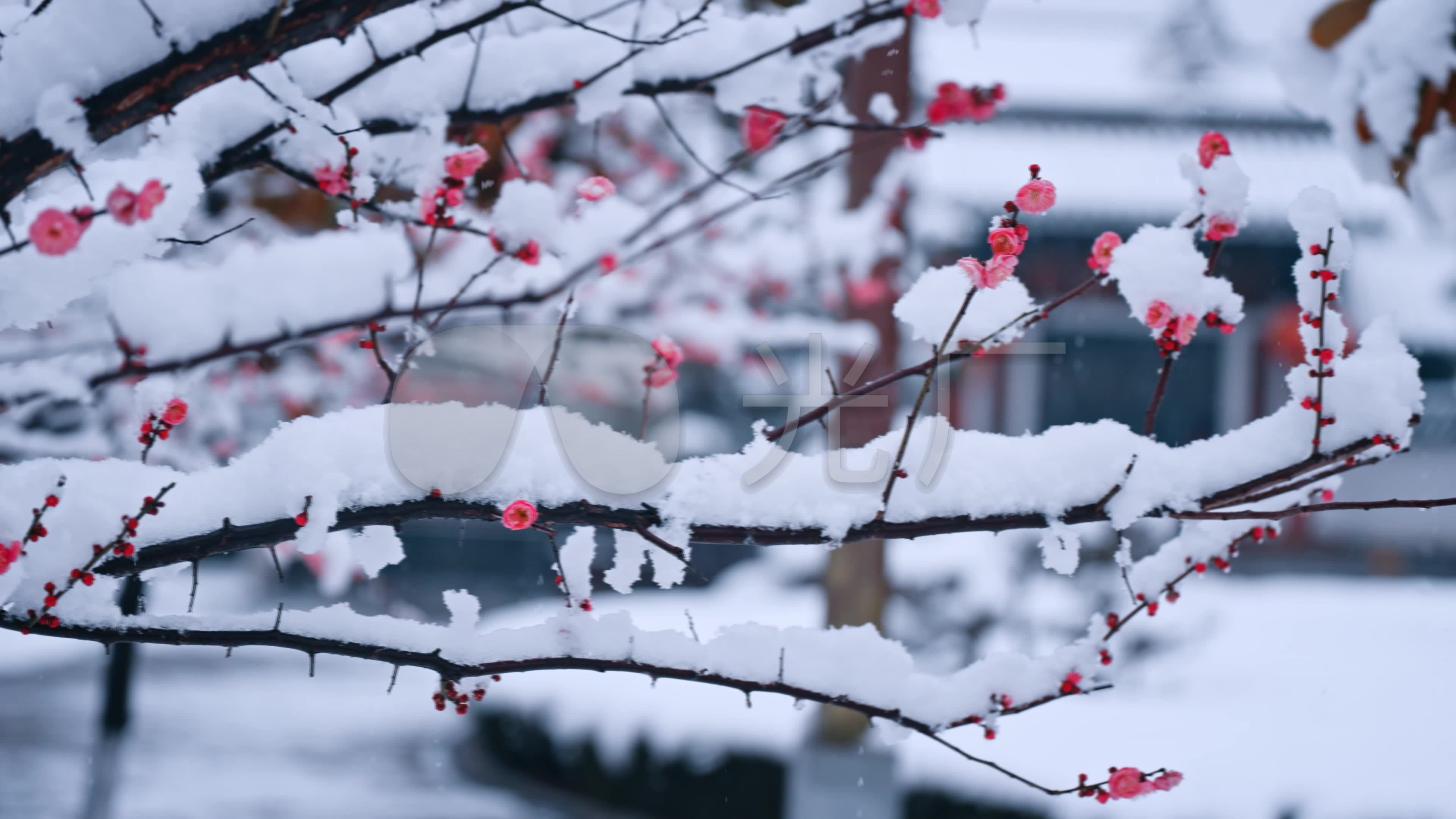 ゆんフリー写真素材集 : No. 21410 雪に梅 [日本 / 東京]