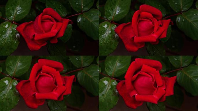 红玫瑰的延时镜头月季花鲜红绽放