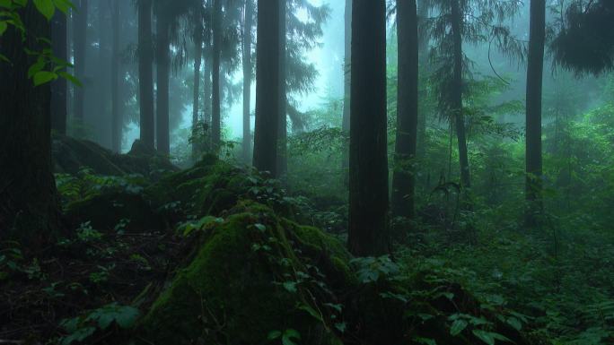 雨天森林里的雾植被苔藓丛林