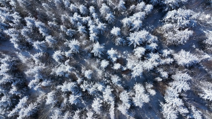 航拍林海雪原