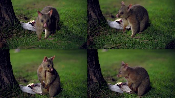 可爱的负鼠在找食物