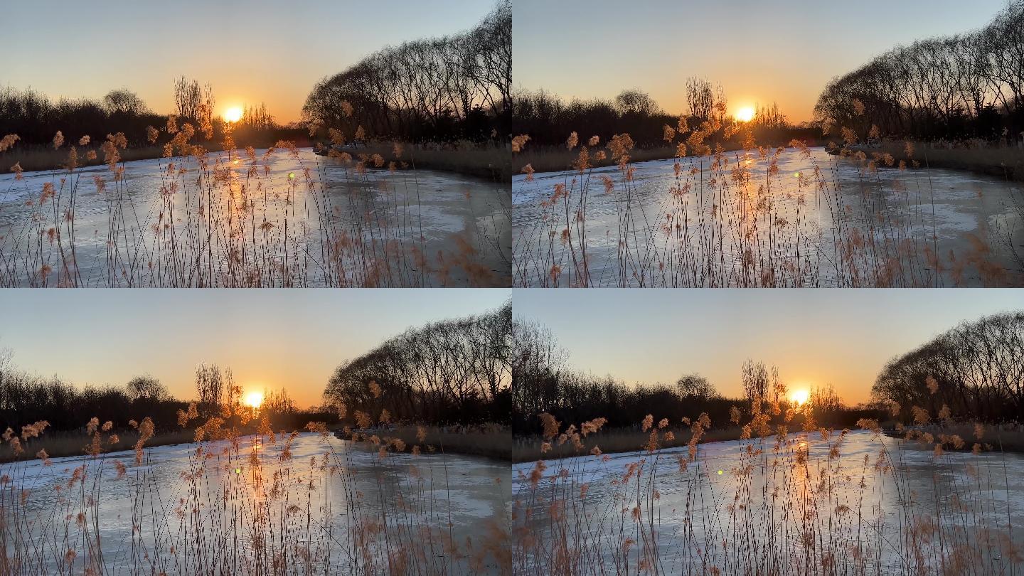 冬日湖面夕阳芦苇