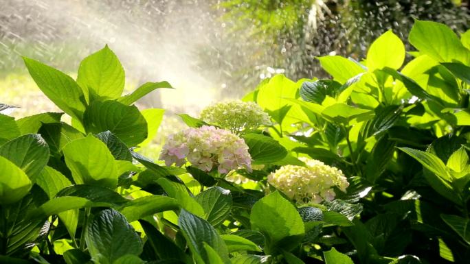浇水花卉绿植浇灌喷水花朵花瓣