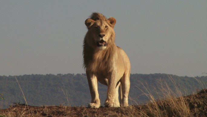 一头雄狮在高地上注视着自己的领地