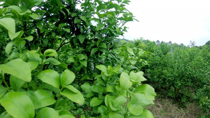 广西砂糖橘种植基地田园沃柑橙子农田作物