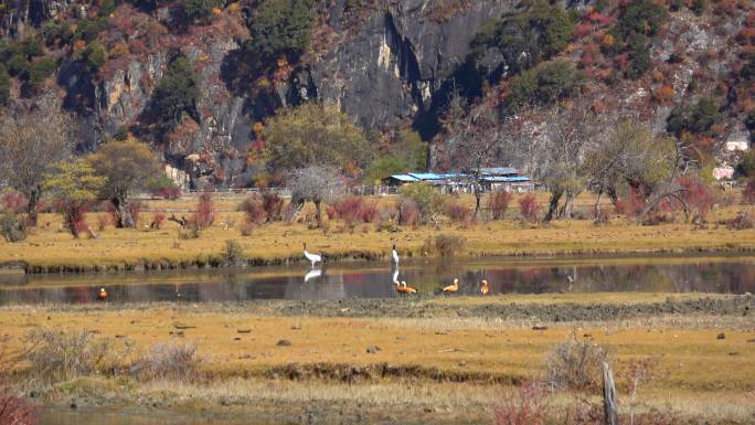 西藏林芝巴松措峡谷湿地牧场和候鸟