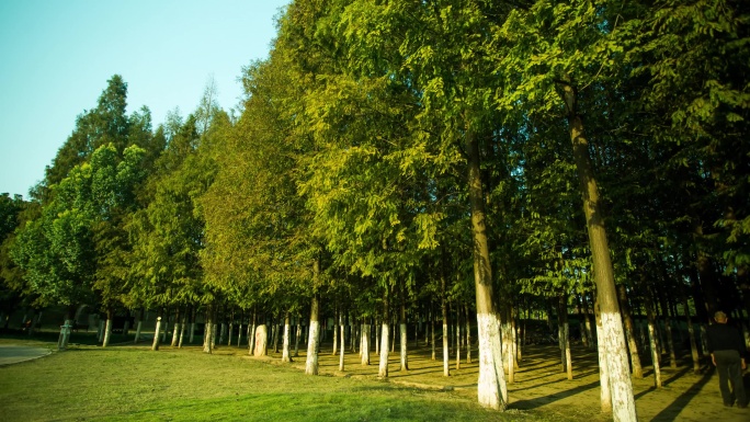 花园树林风景延时摄影