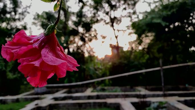 热带粉红色花芙蓉旅游宣传片广告视频素材风