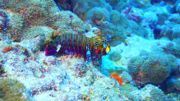 孔雀螳螂虾在礁石上