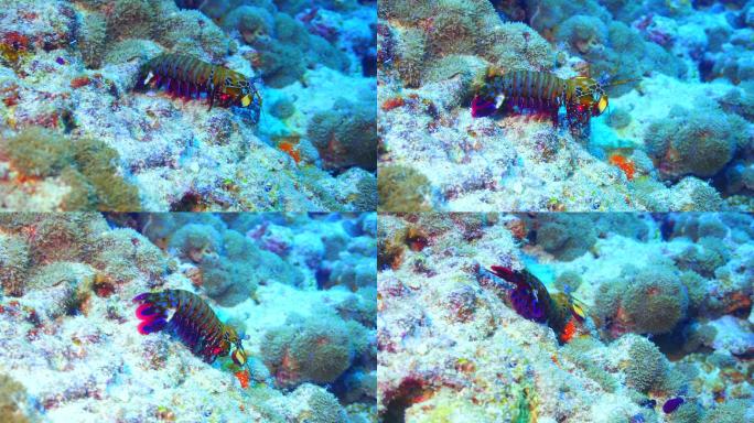 孔雀螳螂虾在礁石上
