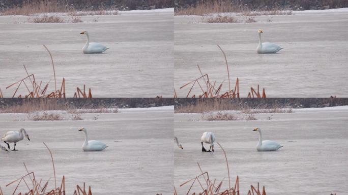 原创视频素材冰天雪地里的天鹅