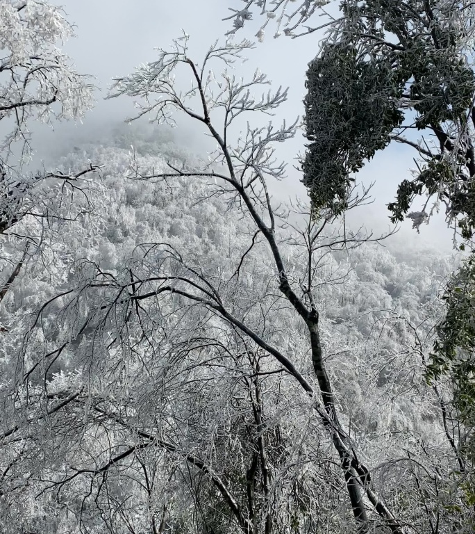乡村气息：漫天大雪之后美丽雾凇冰羽晶莹8