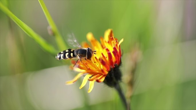 蜜蜂从花仙人掌上采集花蜜