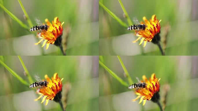 蜜蜂从花仙人掌上采集花蜜