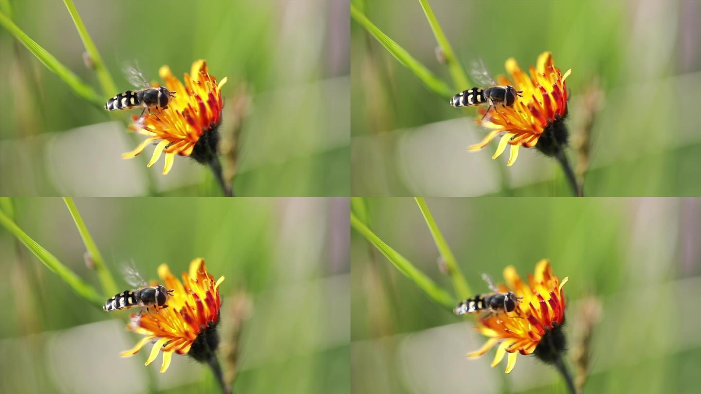 蜜蜂从花仙人掌上采集花蜜