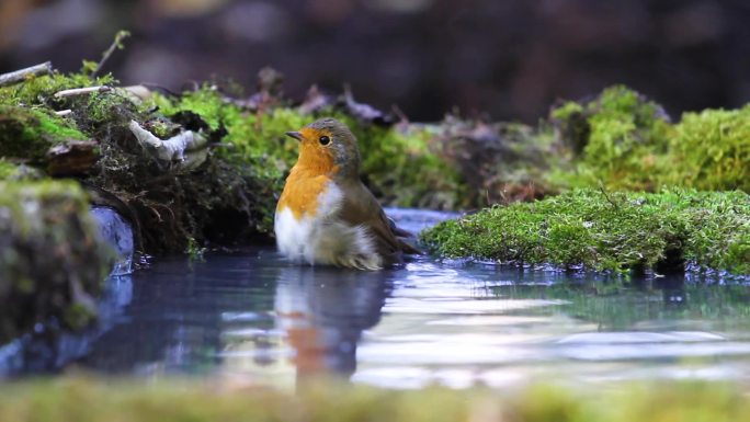 洗澡的小鸟珍贵鸟种珍惜鸟类生物保护