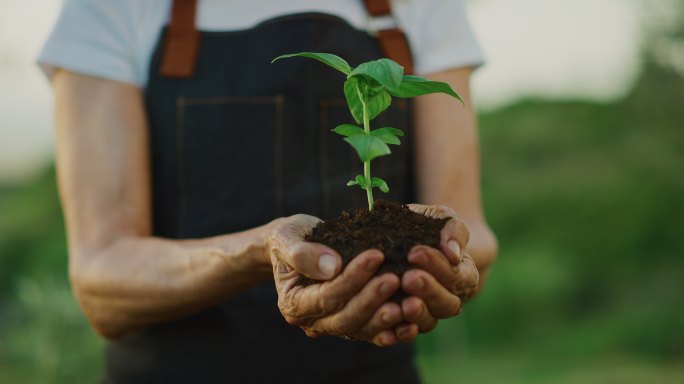 双手捧着一棵绿色植物幼苗