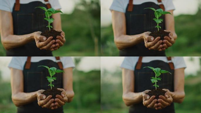 双手捧着一棵绿色植物幼苗