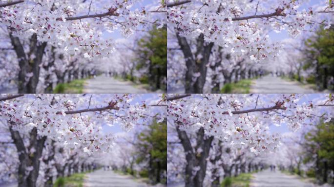 樱花盛开樱花特写樱花树林樱花季节