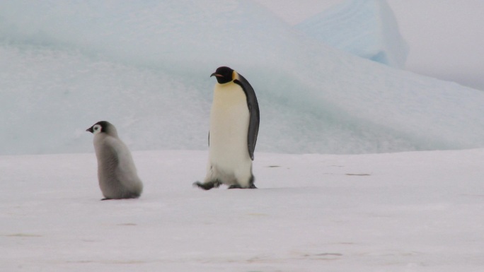 两只企鹅在雪地上行走