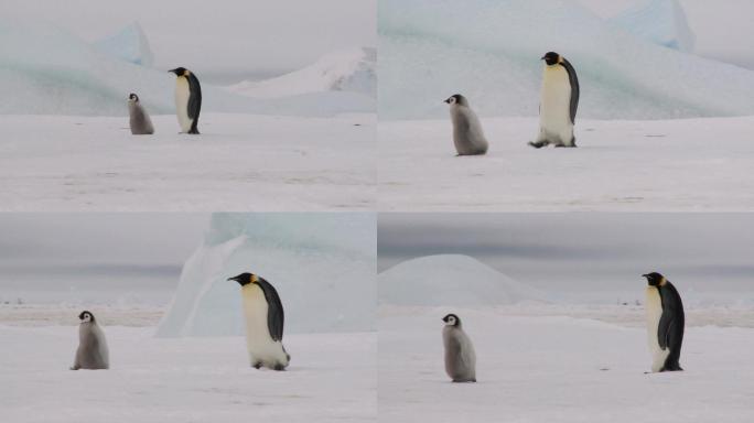 两只企鹅在雪地上行走
