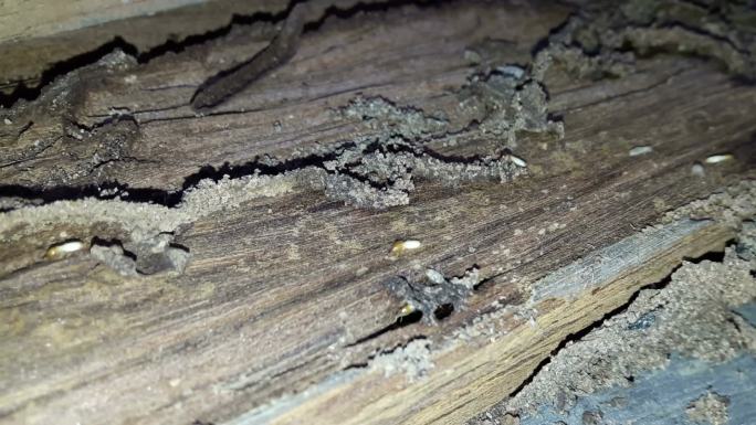 在木头上筑巢的白蚁。