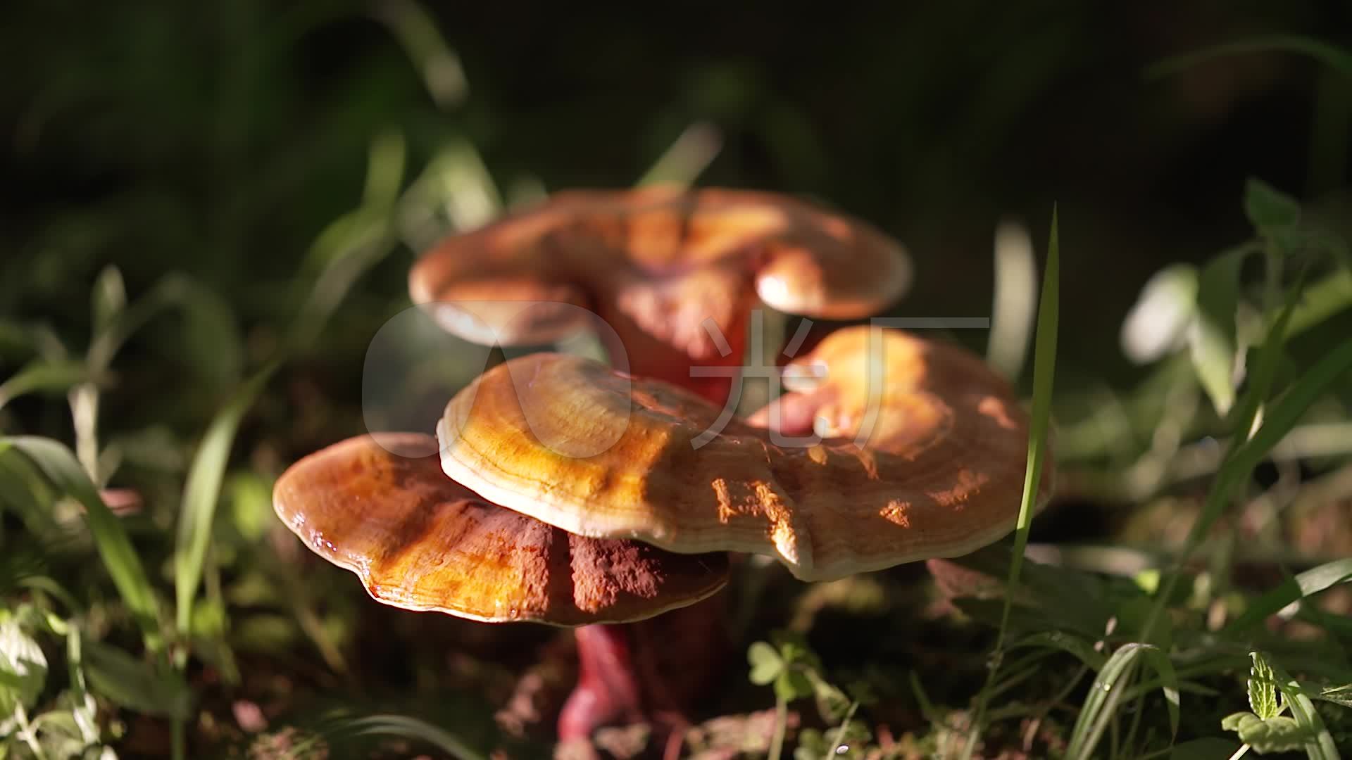 高清晰菌类植物微距摄影-香菇-蘑菇