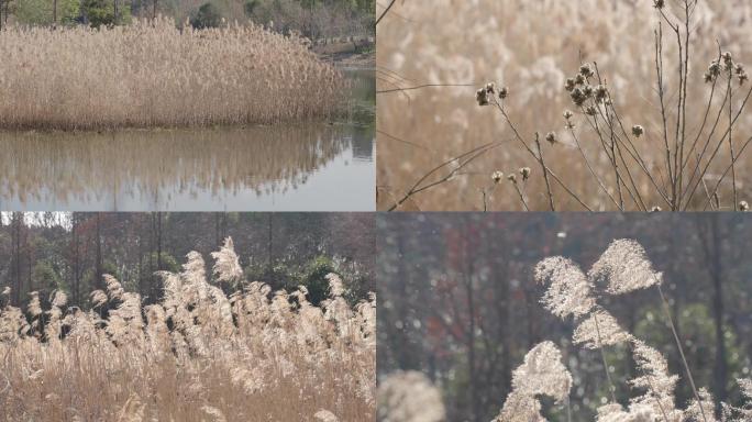 芦苇 芦苇飘絮  野鸭子穿梭游玩