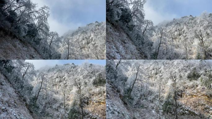 乡村气息：漫天大雪之后美丽雾凇冰羽晶莹5