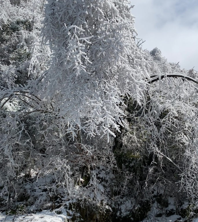 乡村气息漫天大雪之后美丽雾凇冰羽晶莹13