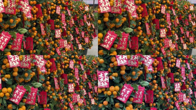 春节过年年桔年橘吉祥盆景