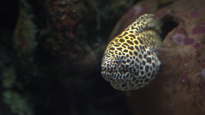 海鳗的头部张开嘴，从硬珊瑚洞中露出