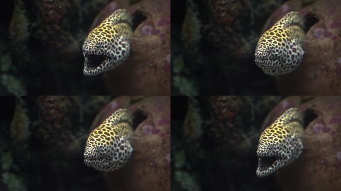 海鳗的头部张开嘴，从硬珊瑚洞中露出