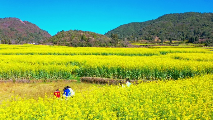 航拍春天田园油菜花海