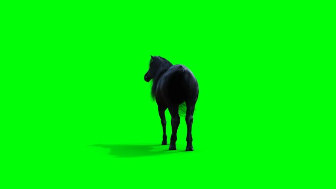 站着的黑马绿色背景骏马牲畜