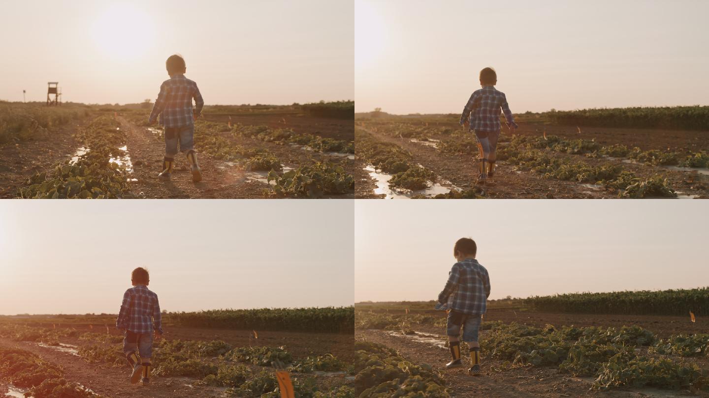 男孩在日落时走在田野中央