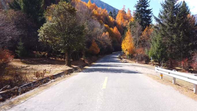 西藏林芝市巴松措环湖公路