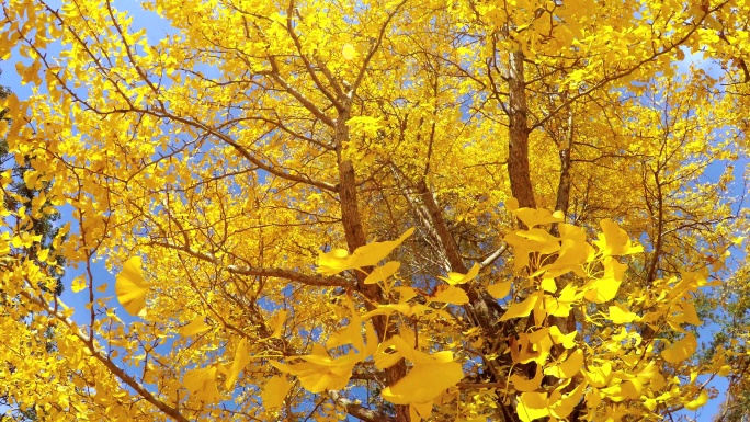 秋天树上黄色的树叶