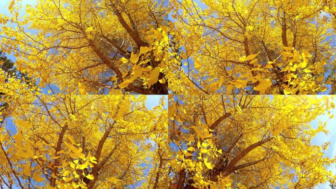秋天树上黄色的树叶