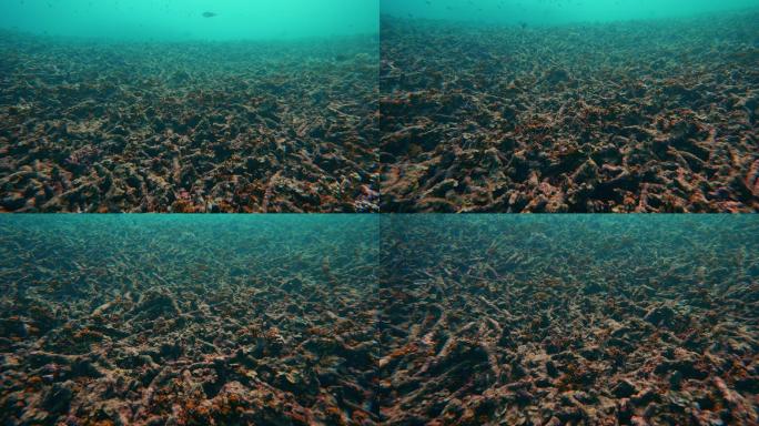 全球变暖导致珊瑚礁死亡