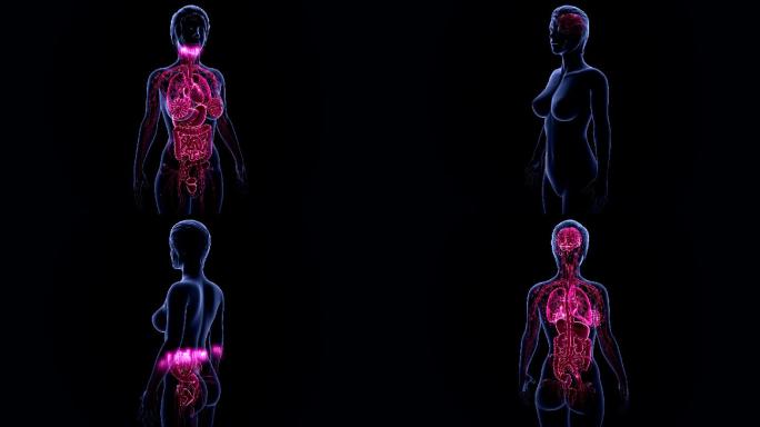 人体解剖学负冲效果医疗特效三维动画广告