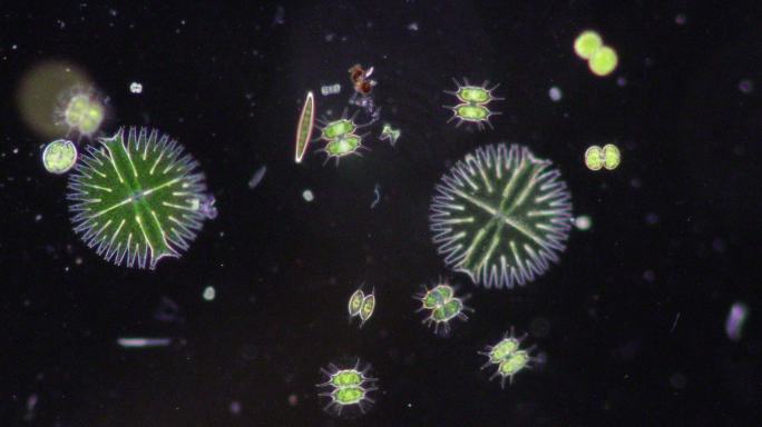 在显微镜下观察废水中的原生动物和绿藻。