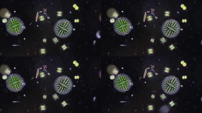 在显微镜下观察废水中的原生动物和绿藻。