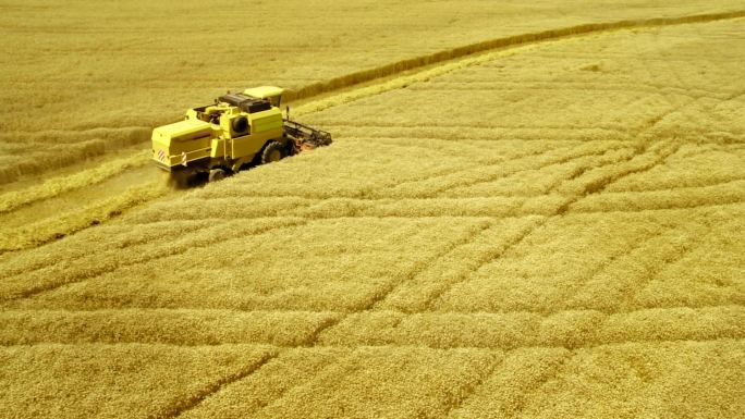 联合收割机收割小麦作物的空中镜头。