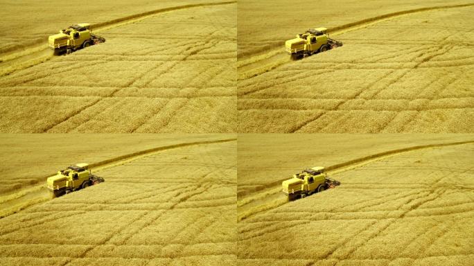 联合收割机收割小麦作物的空中镜头。